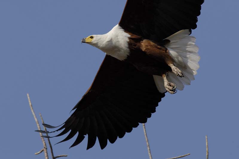 4380_Botswana_Chobe_Aigle_pecheur