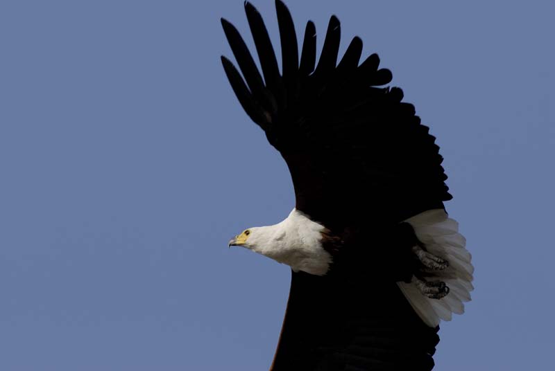 4382_Botswana_Chobe_Aigle_pecheur