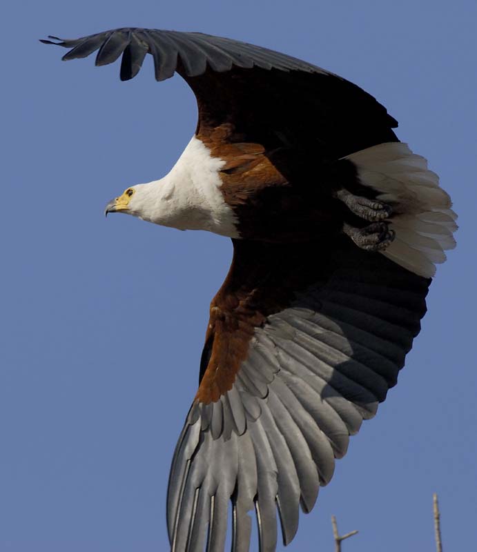 4384_Botswana_Chobe_Aigle_pecheur