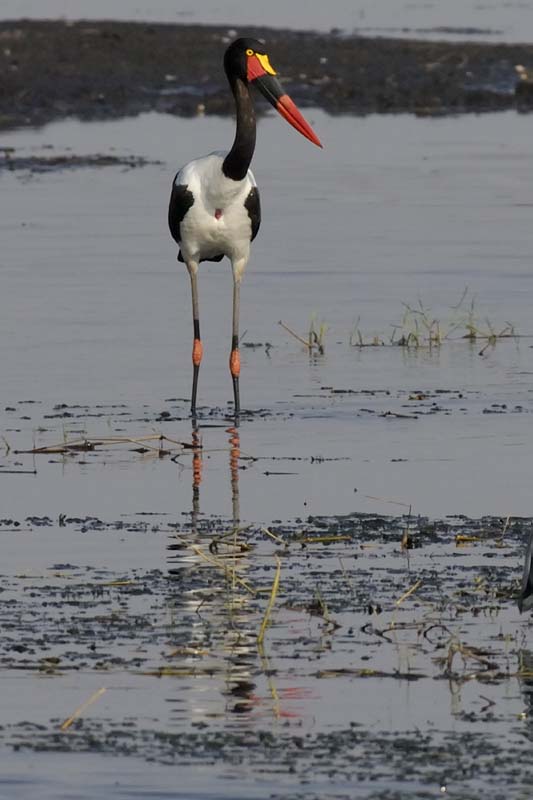 4393_Botswana_Chobe_Jabiru_d_Afrique_1