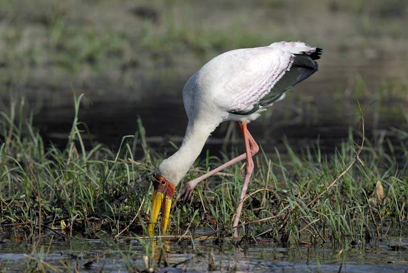 4531_Botswana_Chobe_Tantale_ibis
