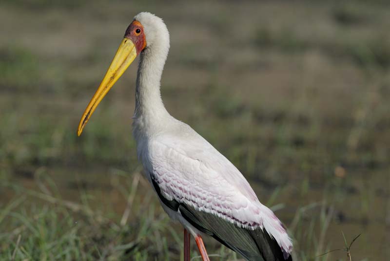 4532_Botswana_Chobe_Tantale_ibis