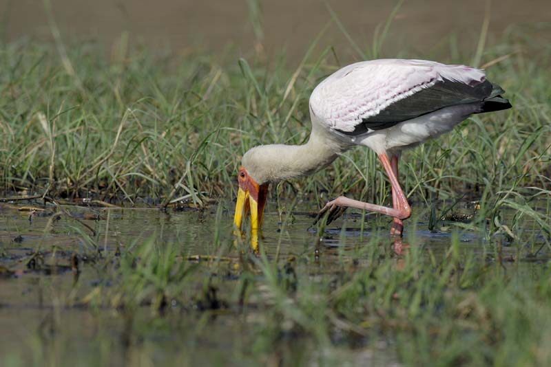 4544_Botswana_Chobe_Tantale_ibis