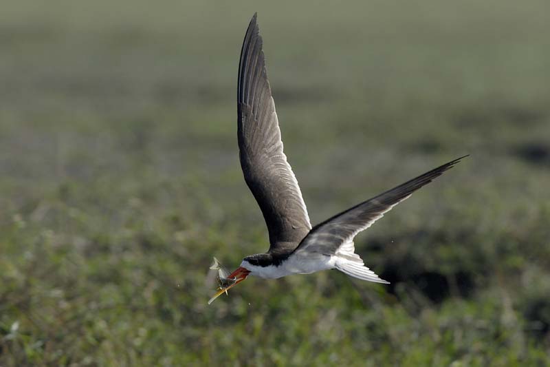 4569_Botswana_Chobe_Becs_en_ciseaux_d_Afrique_1