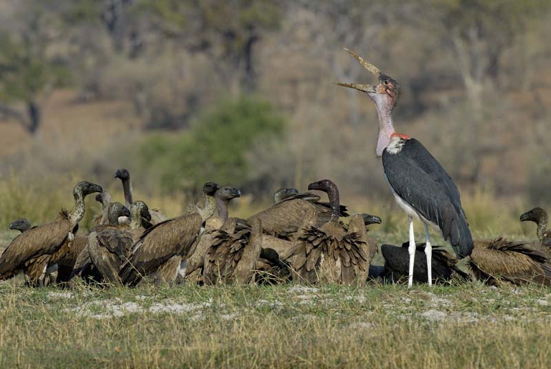 4646_Botswana_Chobe_Marabouts_d_Afrique