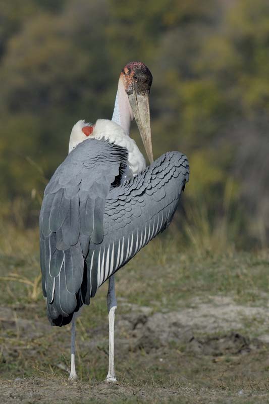4665_Botswana_Chobe_Marabouts_d_Afrique
