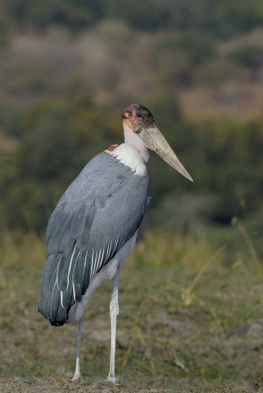 4673_Botswana_Chobe_Marabouts_d_Afrique