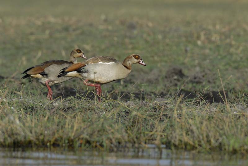 4738_Botswana_Chobe_Ouette_d_Egypte
