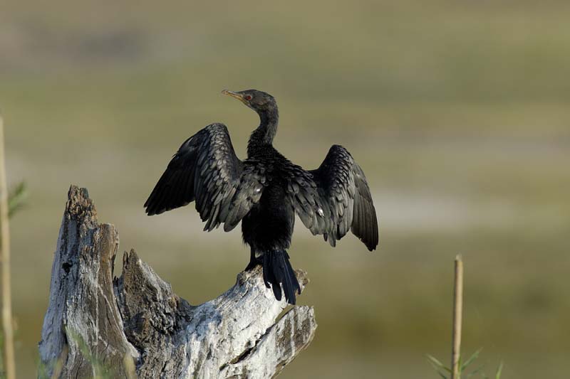 4762_Botswana_Chobe_Cormorans