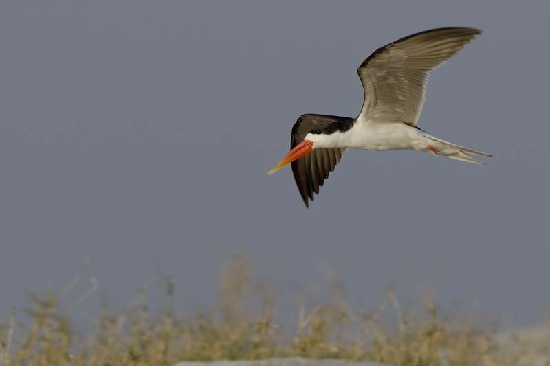 4849_Botswana_Chobe_Becs_en_ciseaux_d_Afrique_1