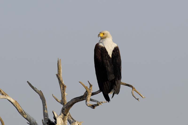 4856_Botswana_Chobe_Aigle_pecheur