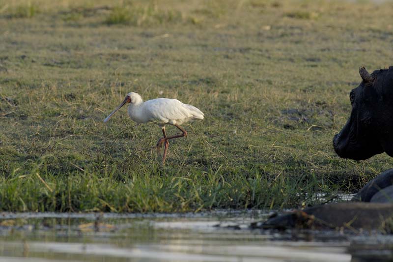 4871_Botswana_Chobe_Spatule