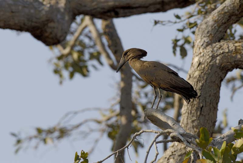 4933_Botswana_Chobe_Ombrette_africaine