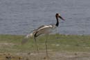 3819_Botswana_Chobe_Jabiru_d_Afrique