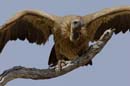 3865_Botswana_Chobe_Vautour_africain_1