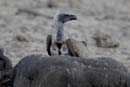 4095_Botswana_Chobe_Vautour_africain
