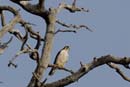 4331_Botswana_Chobe_Faucon_lanier