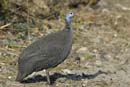 4355_Botswana_Chobe_Pintade_de_Numidie