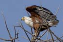 4371_Botswana_Chobe_Aigle_pecheur