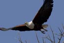 4377_Botswana_Chobe_Aigle_pecheur