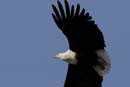 4382_Botswana_Chobe_Aigle_pecheur