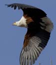 4384_Botswana_Chobe_Aigle_pecheur