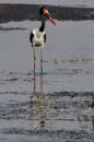 4393_Botswana_Chobe_Jabiru_d_Afrique_1