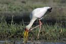 4531_Botswana_Chobe_Tantale_ibis