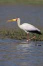 4557_Botswana_Chobe_Tantale_ibis