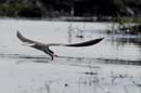 4567_Botswana_Chobe_Becs_en_ciseaux_d_Afrique