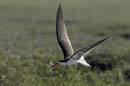 4569_Botswana_Chobe_Becs_en_ciseaux_d_Afrique_1
