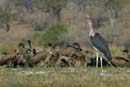4646_Botswana_Chobe_Marabouts_d_Afrique
