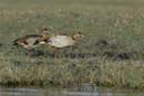 4738_Botswana_Chobe_Ouette_d_Egypte