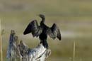 4762_Botswana_Chobe_Cormorans