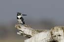 4768_Botswana_Chobe_Alcyon_pie
