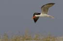 4849_Botswana_Chobe_Becs_en_ciseaux_d_Afrique_1