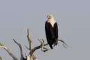 4856_Botswana_Chobe_Aigle_pecheur