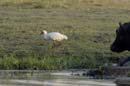 4871_Botswana_Chobe_Spatule