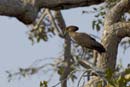 4933_Botswana_Chobe_Ombrette_africaine