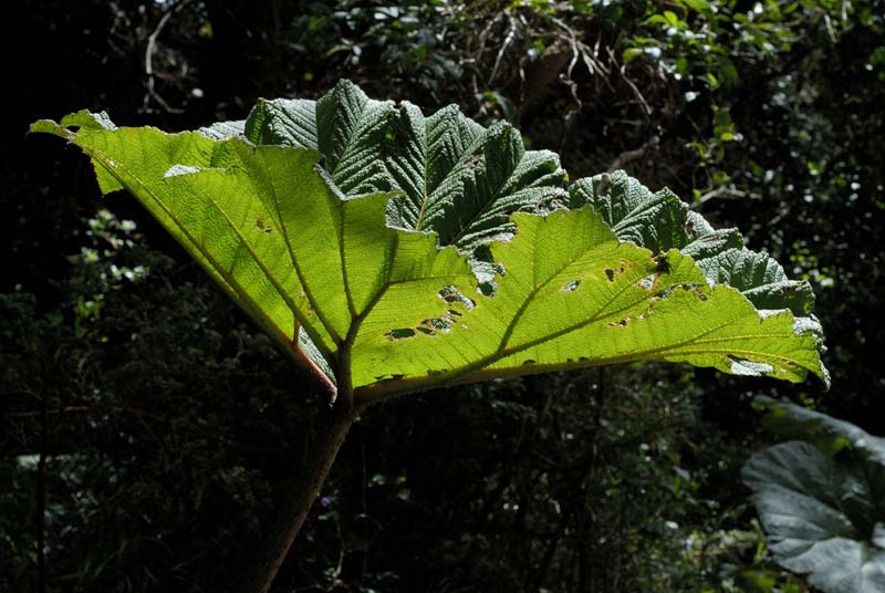 0072_CostaRica_Volcan_POAS_