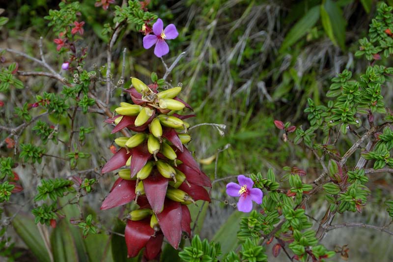 0100_CostaRica_Volcan_POAS_