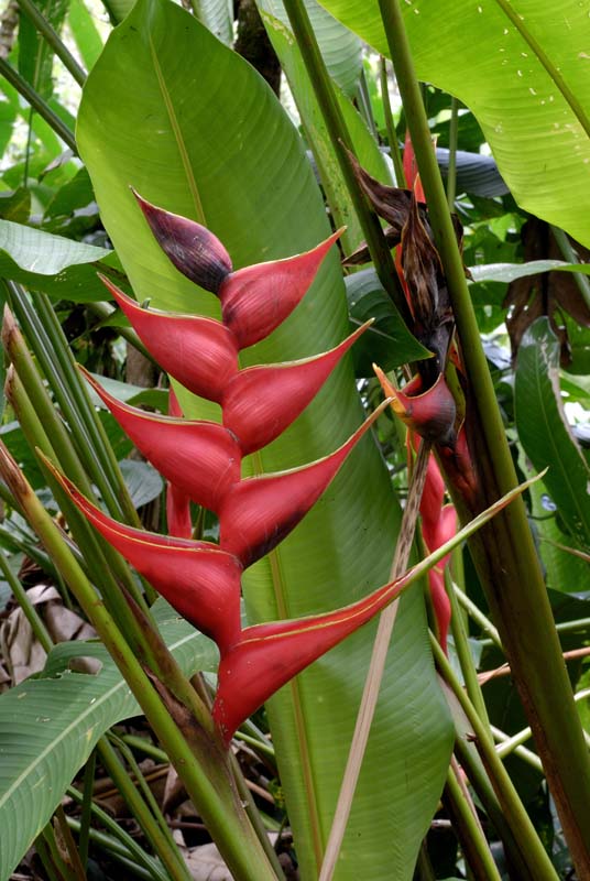 0623_CostaRica_Tirimbina_