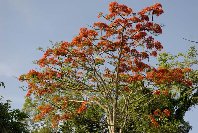 1355_CostaRica_Rincon_de_la_Viejas_