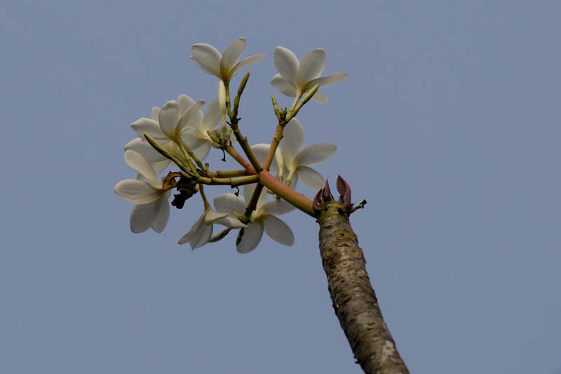 1442_CostaRica_Rincon_de_la_Viejas_