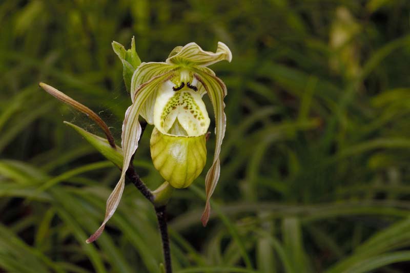 3600_CostaRica_Jardins_Lankester_Orchidees_