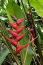 0623_CostaRica_Tirimbina_