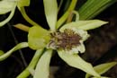 3540_CostaRica_Jardins_Lankester_Orchidees_