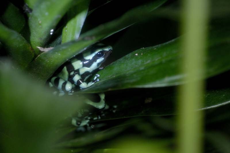 2219_CostaRica_Monteverde_Dendrobate_auratus