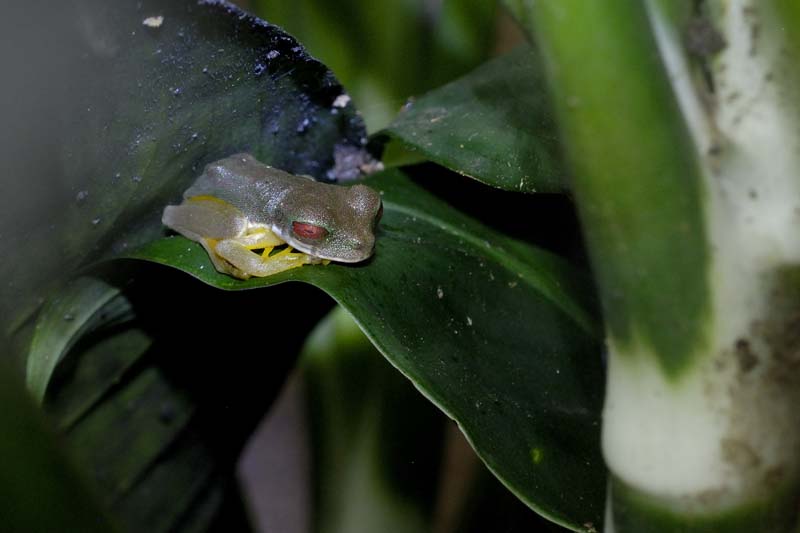 2233_CostaRica_Monteverde_