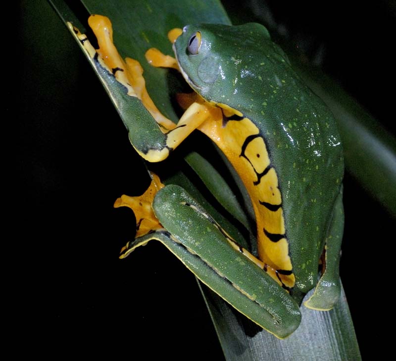 2297_CostaRica_Monteverde_